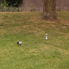 Columba livia domestica