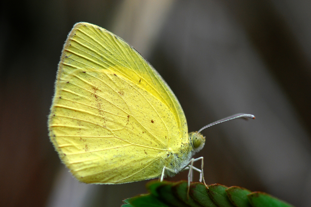 Spotless Grass Yellow