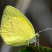 Eurema laeta - Photo (c) Rohit Girotra, algunos derechos reservados (CC BY-NC), subido por Rohit Girotra
