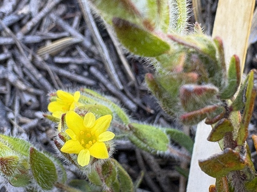 Image of Shy Capesaffron (Gnidia humilis) by (c) Charleen Brunke, some rights reserved (CC BY)