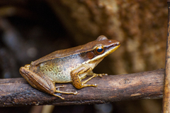 Indosylvirana