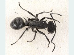 Polyrhachis clotho