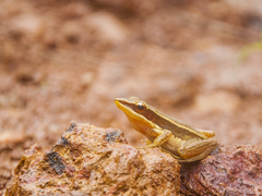 Indosylvirana aurantiaca