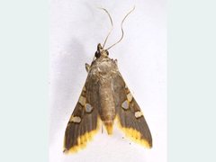 Prophantis adusta