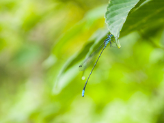 Caconeura ramburi