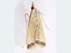 Autocharis mimetica