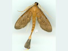 Hymenoptychis sordida