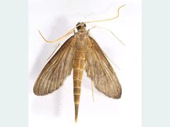 Hymenoptychis sordida