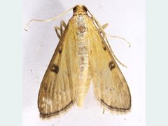 Steniini