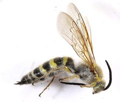 Radumeris radula