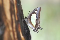 Polyura agraria