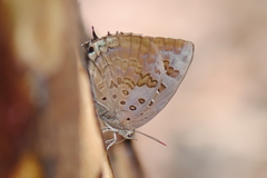 Arhopala amantes