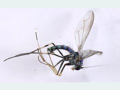 Chrysosoma leucopogon