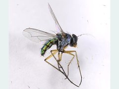 Chrysosoma leucopogon