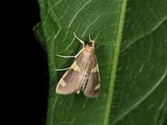 Rehimena phrynealis
