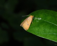 Rivula inconspicua