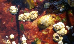 Testudinalia testudinalis