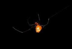 Argyrodes miniaceus