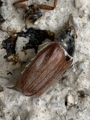 Melolontha melolontha