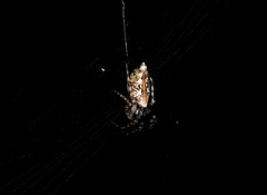 Cyclosa confusa
