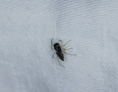 Phintella bifurcilinea