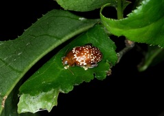 Asiophrida scaphoides