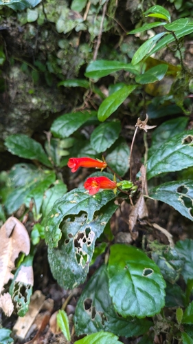 yerba parrera (Gesneria cuneifolia)