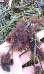 Vertebrata lanosa