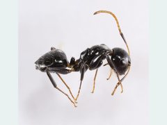 Camponotus mackayensis