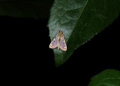 Rehimena phrynealis