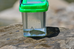 Spinibarbus hollandi