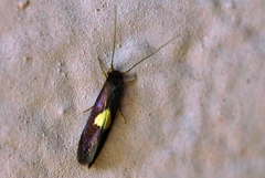 Wegneria chrysophthalma