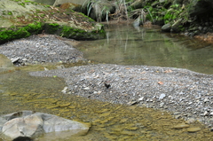 Papilio castor formosanus