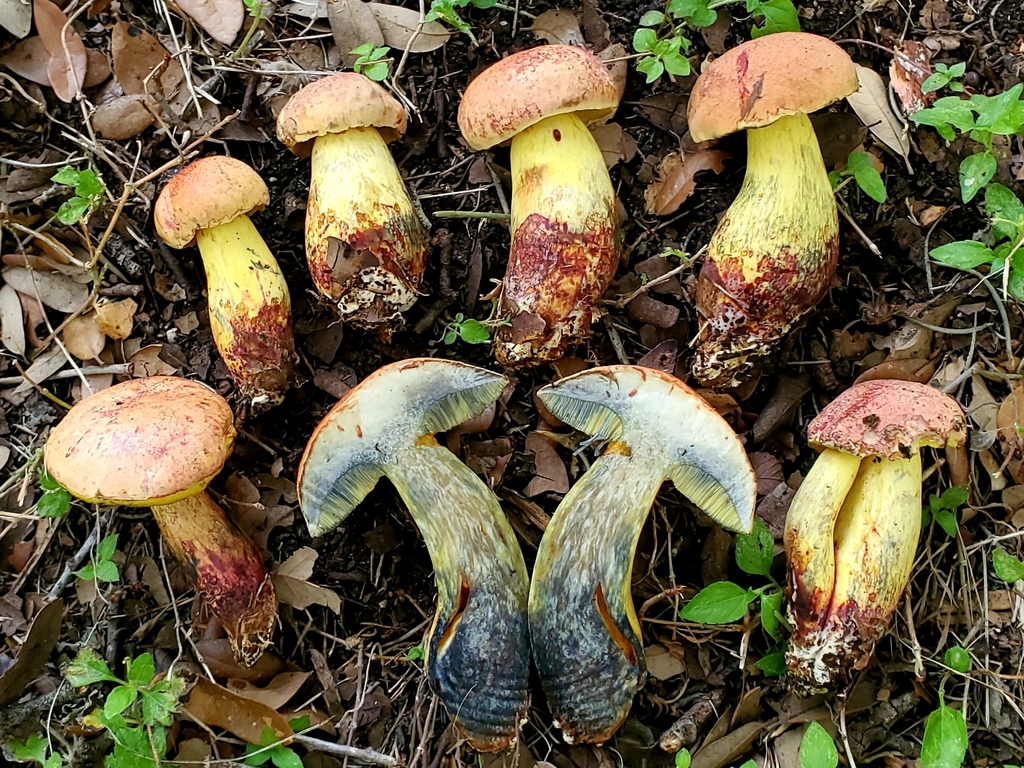 Pulchroboletus rubricitrinus