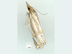 Hednota bifractellus