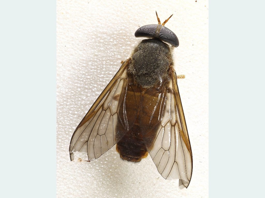 Cydistomyia avida