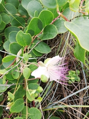 Capparis