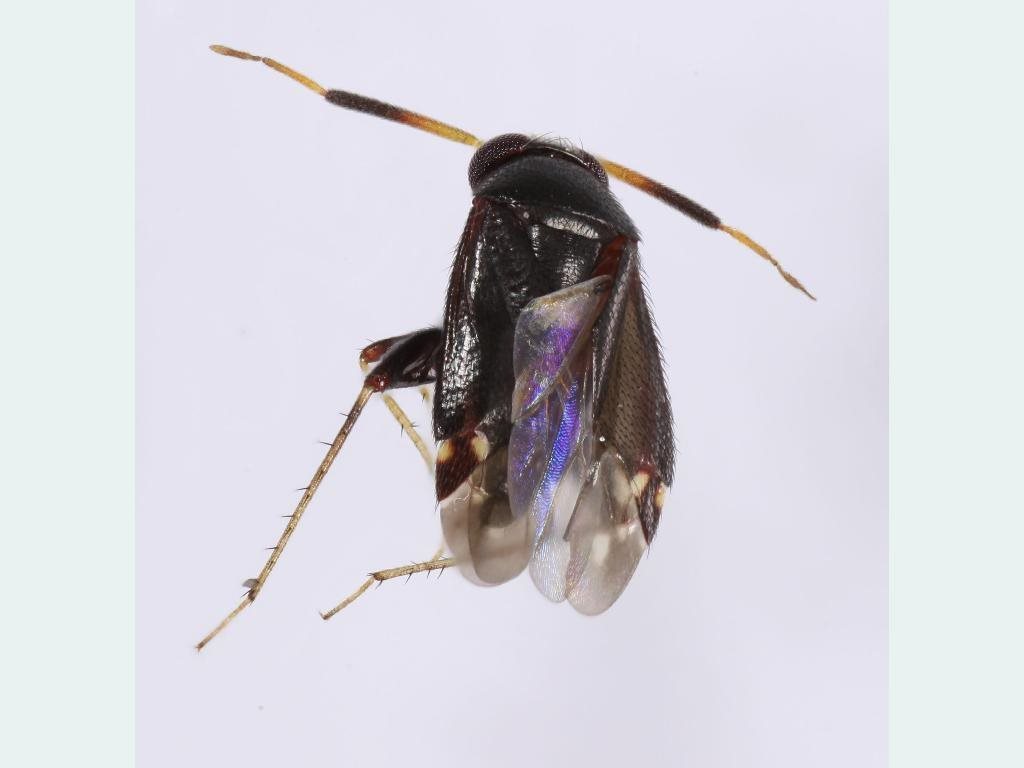 Sejanus howardae