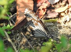 Parantica aglea