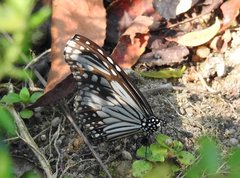 Parantica aglea