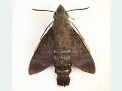Macroglossum micacea
