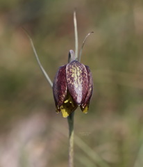 Fritillaria montana