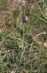 Fritillaria montana