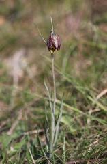 Fritillaria montana
