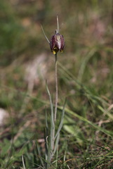 Fritillaria montana