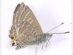 Theclinesthes miskini