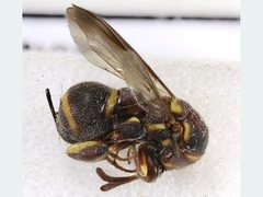 Leucospis