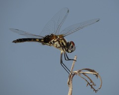 Macrodiplax balteata