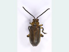 Poneridia semipullata