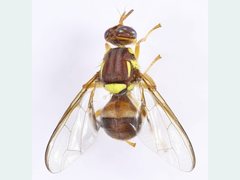 Bactrocera tryoni